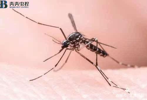 蚊子为何会在你的耳边嗡嗡嗡？