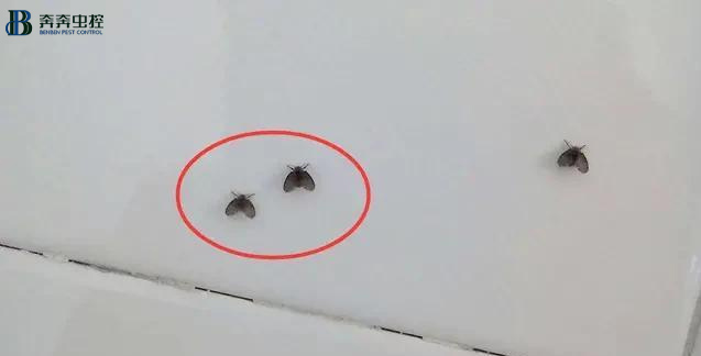 消灭小飞虫的小妙招