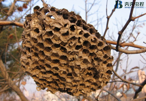 对于马蜂窝的处理方式！