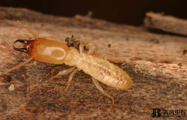 白蚁怎么消灭才干净？