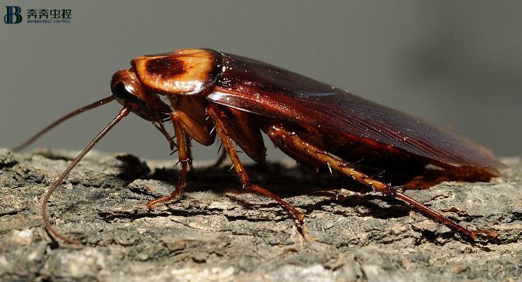 轻松消杀蟑螂，一招搞定！