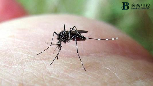 蚊子喜欢叮哪种人？怎么预防呢？