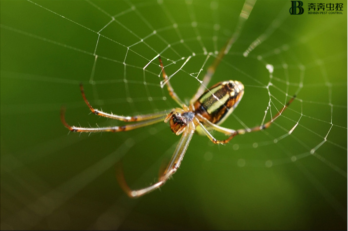 蜘蛛是益虫还是害虫呢？该怎么消灭