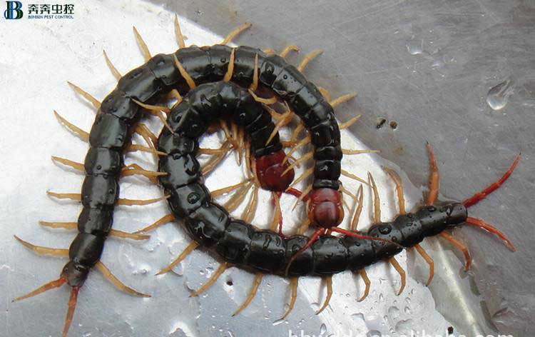 怎样防止和杀死蜈蚣