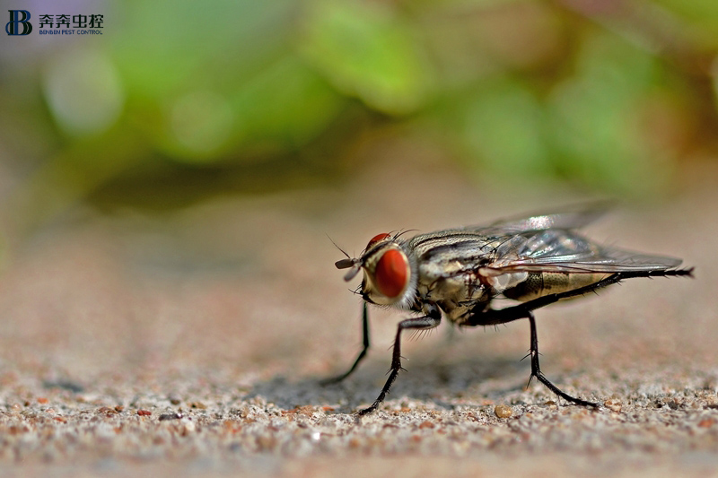 家里会出现苍蝇，不仅烦人还会传播细菌