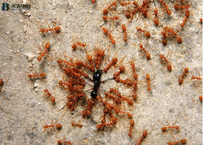 家中为什么会出现蚂蚁？