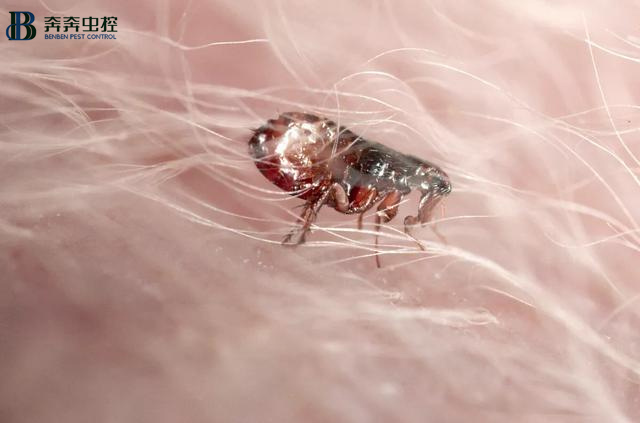 上海专业上门除跳蚤公司