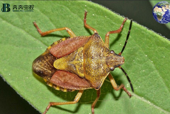 上海专业杀虫公司---奔奔虫害