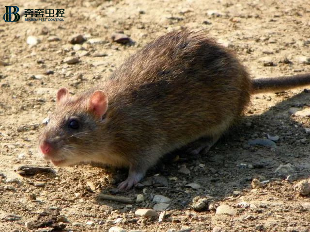上海专业灭鼠 除四害公司