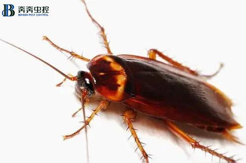 上海专业灭蟑公司