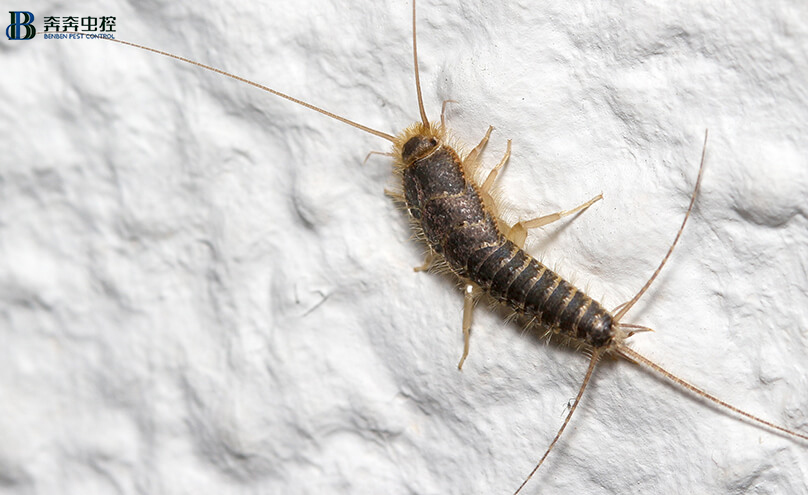 《衣鱼怎样彻底清除，谁有有效的方法》