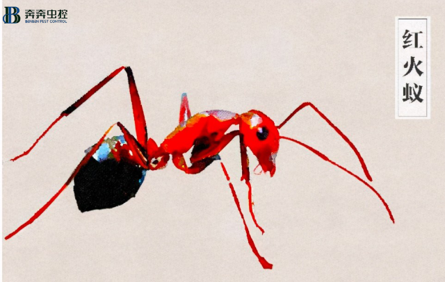 红火蚁危害极大 该如何防治？