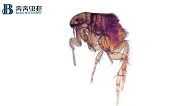 上海杀跳蚤公司有哪些？看这里！