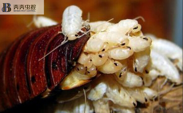 上海专业杀蟑公司