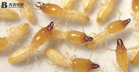 上海专业虫控公司