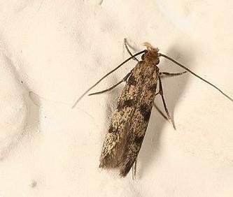 上海除虫：室内见衣蛾，卫生要当心