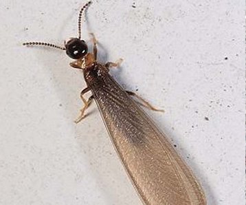 上海除虫：白蚁高发期？如何治理白蚁？