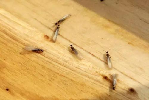 上海除虫：大量白蚁分飞？别慌