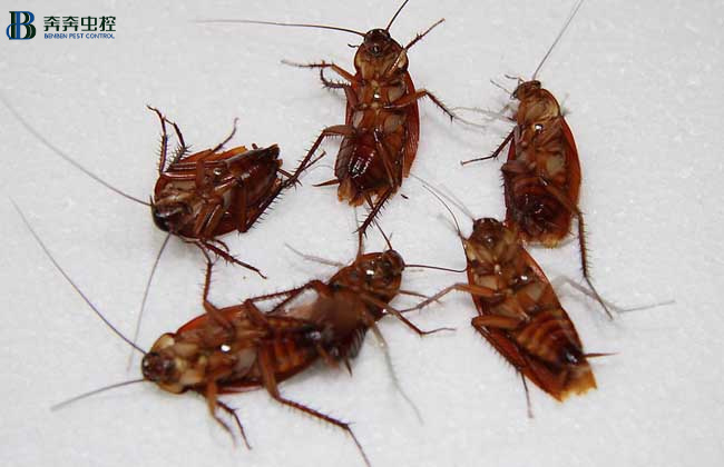 家里有蟑螂如何消灭？
