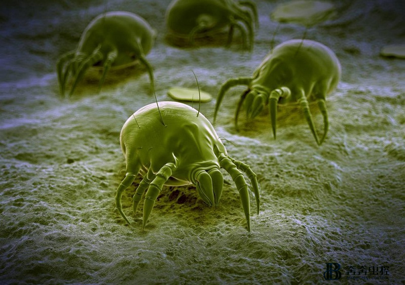 螨虫无处不在 如何有效防治