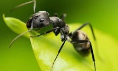 上海除虫：春季蚁出没，请不要大意