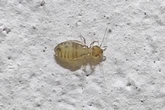 上海除虫：尘虱是什么？