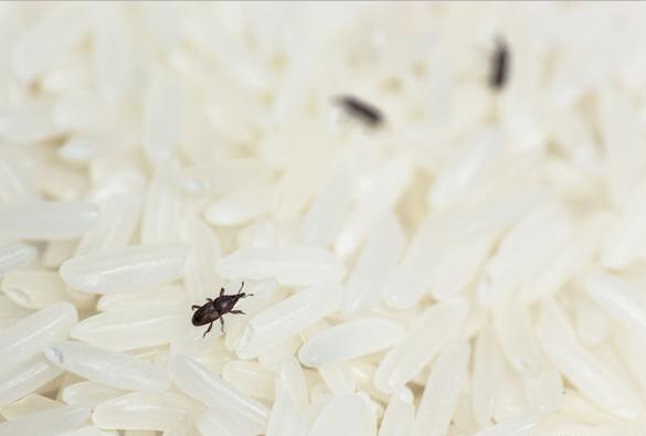 上海除虫：什么是米象？如何防治米象？