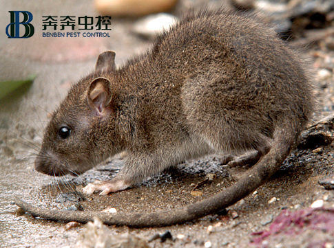 消杀灭鼠 我们是专业的！