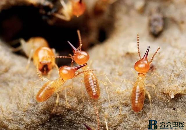 发现白蚁怎么办？奔奔虫控来解决