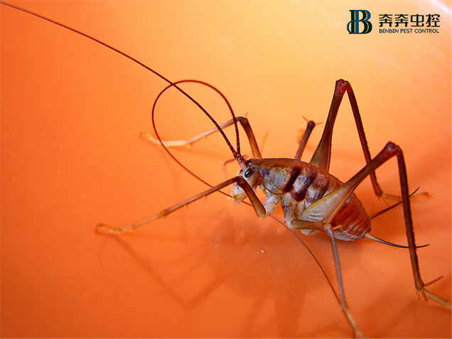 别以为天气转凉就没虫，冬天很容易爆发