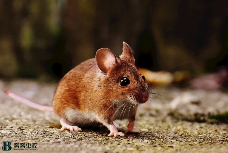 家里老鼠哪里来？如何正确灭鼠