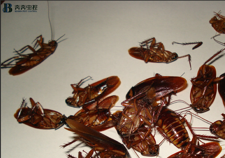 家里怎么灭蟑螂？虫控公司告诉你