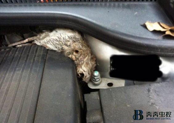 冬季老鼠爱钻进我们的汽车中，如何预防呢