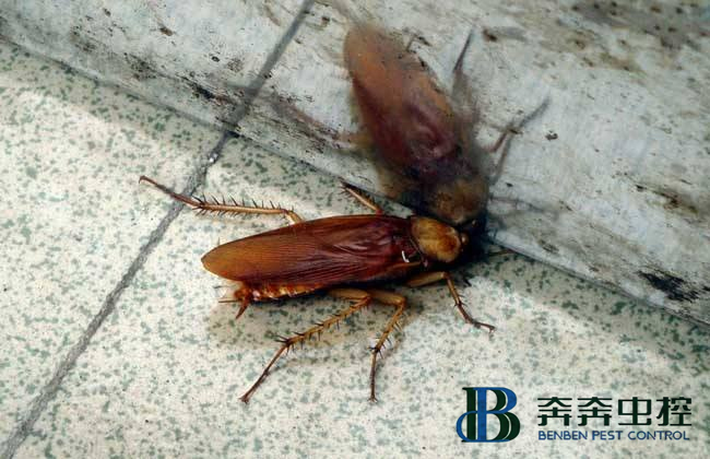 如何有效的灭蟑螂？