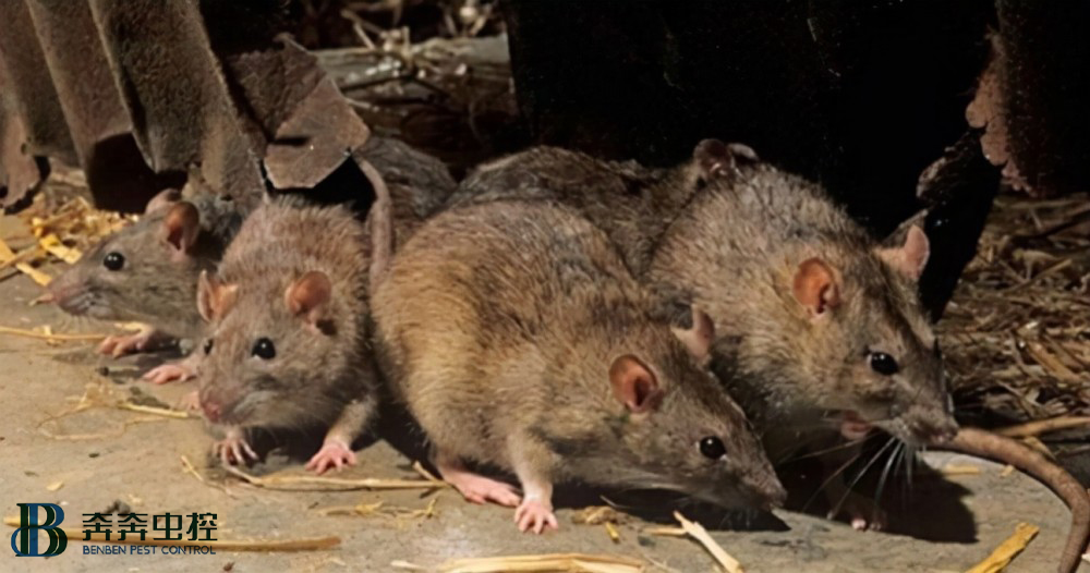 什么是出血热？出血热高怎么治疗？