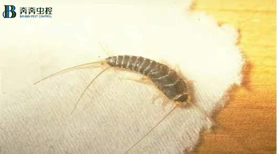 常见的一些居家虫害