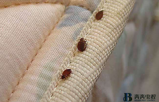 臭虫是怎么来的，怎样才能根除它