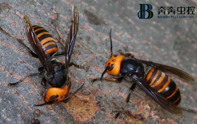 马蜂有毒？被咬了该如何处理？