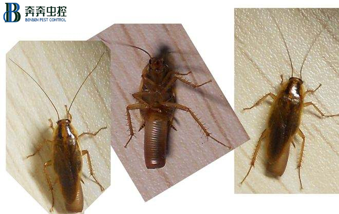 为什么蟑螂不能踩死？踩死蟑螂要慎重，可怕的不只是蟑螂