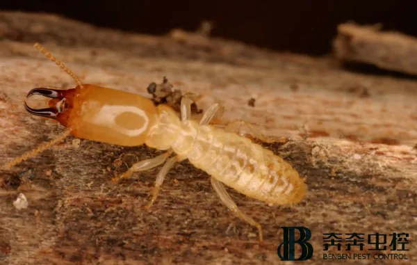 白蚁对房子的危害有哪些？