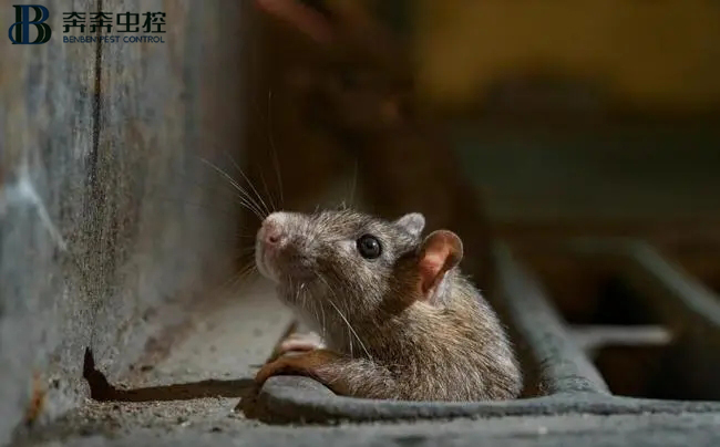 房间里面有老鼠怎么办