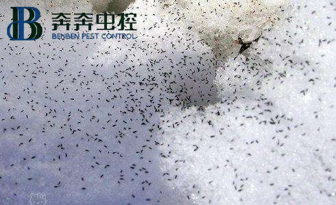 冬天雪地里出现的成群小虫子是什么？