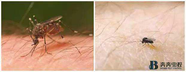 你以为身上的包是蚊子咬的？其实并不是！