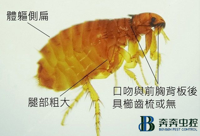 跳蚤多久不吃东西才能被饿死？跳蚤怎么消灭？