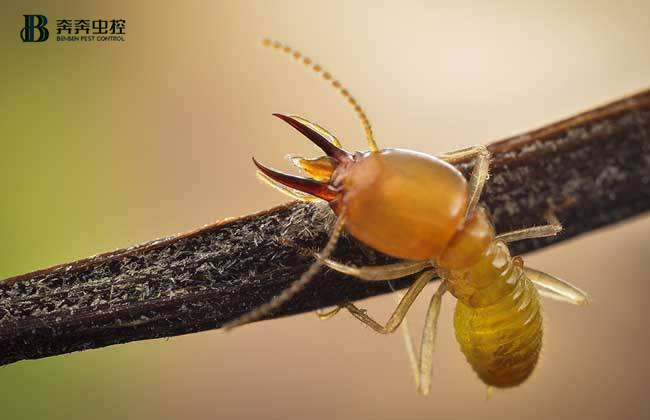 防白蚁应该在装修前还是装修后？ 