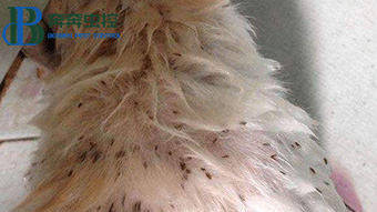 深受跳蚤的骚扰，如何防止跳蚤呢？