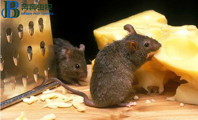 如何判断是一只还是一窝老鼠