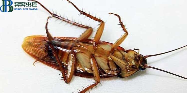 蟑螂怎么消灭最彻底？
