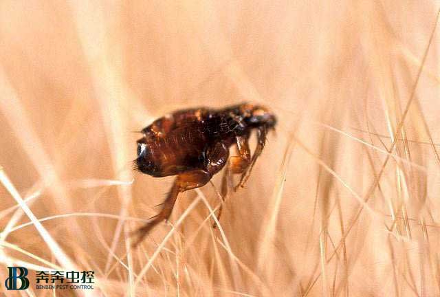 如何消灭狗狗的跳蚤？