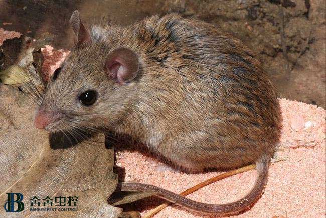 如何灭鼠？这3个捕鼠方法简便又实用